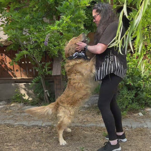 Elegant Wings Butterfly Metal Wall Art | Decorative Wall Sculpture